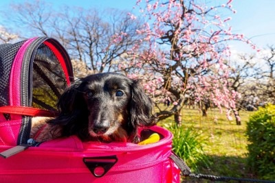 カートで散歩するシニア犬