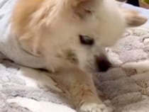 20歳の『寝たきり老犬』→隣の部屋で様子を確認したら…涙が止まらない『まさかの光景』に反響「頑張ってて感動した」「胸がぎゅっとなる」