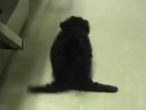 後ろ足が動かず『ペンギンのように歩く子犬』→医師からは『歩けない』と言われ…思わず涙する『奇跡の光景』に反響「頑張ったね」「見違えた」