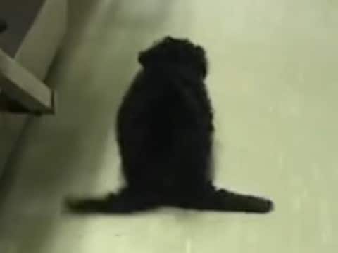 後ろ足が動かず『ペンギンのように歩く子犬』→医師からは『歩けない』と言われ…思わず涙する『奇跡の光景』に反響「頑張ったね」「見違えた」