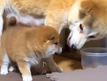 母犬にちょっかいをかけた赤ちゃん犬→叱られてしまった瞬間に…生まれて初めて『反省』をする様子が18万再生「しょぼーん」「慰めてあげたい」