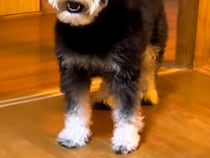 犬の前で初めて『パック』をした飼い主→見た瞬間に…警戒しすぎた『まさかの表情』が3万再生「まさに開いた口が塞がらないｗ」「可愛すぎ」