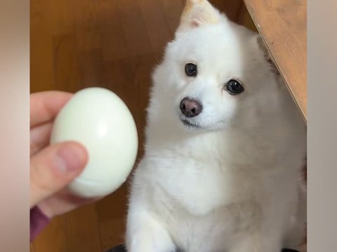 『ゆで卵』を犬に見せた結果→『どうしてもほしい』と訴えて…可愛すぎる『必死な要求』が196万再生「絶妙に届かないw」「ゆで卵どっち?」