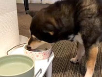 飼い主が亡くなり『2週間もひとりぼっち』だった保護老犬→愛情たっぷりに育てた結果…信じられない光景に思わず感動「お顔が…」「涙出た」