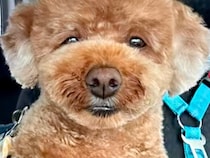 トリミングサロンで『いつものでお願いします』と頼んだ結果、帰ってきた犬が…まさかのヘアスタイルが51万再生「寿司屋の大将で草」「爆笑ｗ」