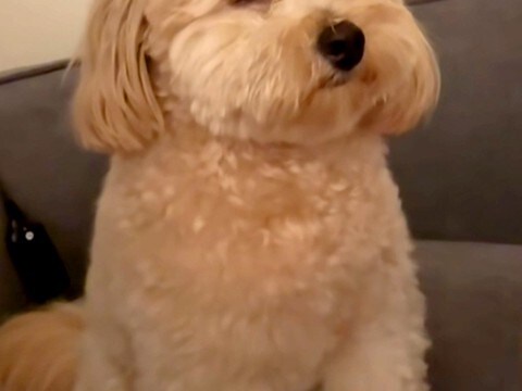 喧嘩中、仲裁しにきた犬→眠たくなりすぎて…仲直りするしかない『予想外の光景』が28万再生「喧嘩どうでもよくなるｗ」「撮影会始まっちゃう」