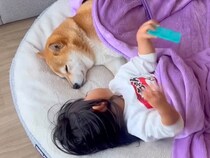 赤ちゃんが苦手だった犬→女の子が2歳になった現在…まるで『本当の姉妹』のような関係性が尊すぎると7万再生「微笑ましい」「疲れ吹っ飛ぶ」