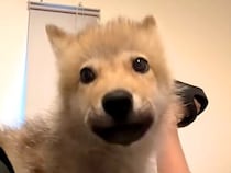 あどけない顔つきをした『狼犬の赤ちゃん』→５ヶ月後…別犬のような『カッコよすぎる成長』が77万再生「もののけ姫を思い出した」「早すぎ」