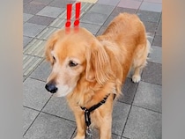 散歩中に『着ぐるみ』と遭遇した大型犬→怖くて前に進めずに…分かりやすすぎる『怯え方』が可愛いと331万再生「顔に全部出てるｗ」「反応ｗ」