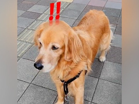 散歩中に『着ぐるみ』と遭遇した大型犬→怖くて前に進めずに…分かりやすすぎる『怯え方』が可愛いと331万再生「顔に全部出てるｗ」「反応ｗ」