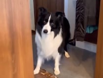 犬と『お風呂に入る約束』をした翌日→すっかり忘れていて…『まさかの行動』が賢すぎると58万表示「もう社会人なれるだろ」「天才、びっくり」