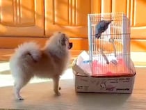 犬が『実家のインコ』と出会った結果…あまりにも尊い『会話しているかのような光景』が77万再生「エモい…」「泣けちゃった」とSNSで話題