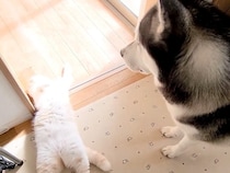 子猫が倒れて動かなくなった結果→事態を察したハスキー犬が…愛に溢れた『尊すぎる行動』が112万再生「自分の子だと思ってる」「癒された」