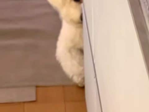 キッチンで『犬のごはん』を作っていたら、何やら視線を感じて…集中できない『まさかの行動』が3万再生「半分出てて草」「目力ハンパないｗ」