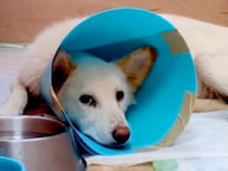 骨が浮き出た『ガリガリ犬』を保護→大切に育てた結果…違う犬かと思うほどの『劇的なビフォーアフター』に絶賛「幸せそうで泣いた」「たまらん」