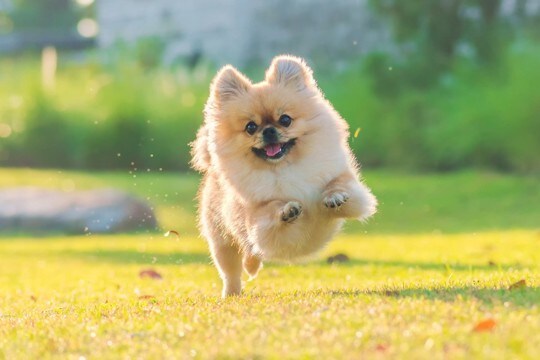 犬が散歩中に突然走り出す『4つの心理』主な理由や事故を引き起こさないための対策とは?
