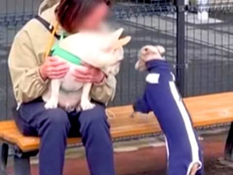 『悪質な割り込みの手口…』全く知らない人の上に乗る犬→強引すぎる『まさかの行動』がSNSで話題「手慣れてて草」「私にもして」と79万再生
