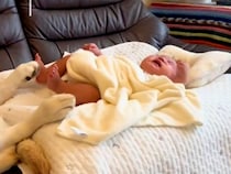 『大型犬は母性本能が強い』と思っていたら…号泣する赤ちゃんの横で見せた『まさかの光景』が13万再生「貫禄ある」「左の赤ちゃんも可愛いｗ」