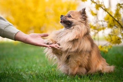 アイコンタクトでオテをする