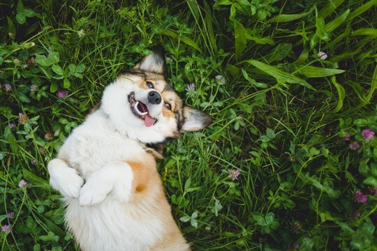 犬が日常で『幸せ』だと感じる5つの瞬間　幸福感が高まっているときにみせる行動とは？