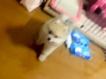 親が2キロ程度の赤ちゃん犬→『小型犬だし、小さく育つかな』と思ったら…予想を遥かに超える『衝撃の成長』が30万再生「でかｗ」「先祖返り」