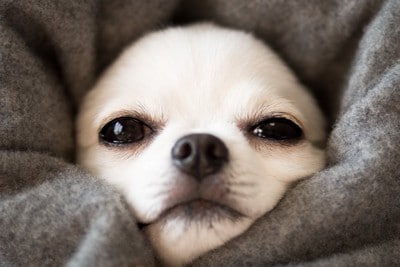 毛布に包まるチワワ