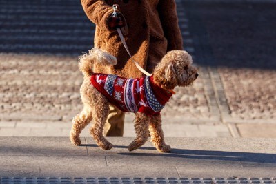 服を着て散歩するトイプードル