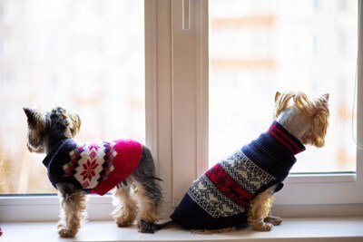 窓の外を見る2匹の犬