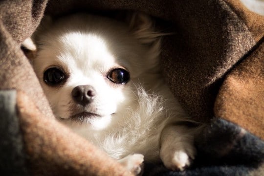 『寒さに弱い犬種』５選　寒がりなワンコの特徴や本格的な冬を迎える前にすべき防寒対策とは？