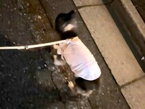 よちよち歩く『17歳のおじいちゃん犬』→散歩中にくしゃみが出た結果…思わず二度見する『まさかの動き』が607万再生「時間差ｗ」「尊い」