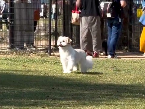 ドッグランで迷子になっている犬→名前を呼んでみた結果…気づいた瞬間の『愛おしい反応』が14万再生「不安なの伝わる」「笑顔がたまらん」