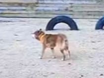 飼い主が高齢のためシェルターに来た『盲目の犬』→現実を受け入れられなくて…あまりにも切ない行動に思わず涙「泣いた」「胸がしめつけられる」