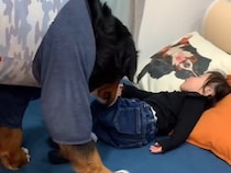 眠っている女の子を発見した超大型犬→『起こさないように』と…まるで『本当の兄』のような行動が尊すぎると372万再生「人かと思った」と絶賛