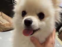 ママに撫でられて嬉しそうな犬→おばあちゃんが試してみると…あからさま過ぎる『態度の違い』が28万再生「思わず吹いたｗｗ」「面白すぎる」