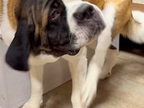 足で首をかくのが下手な超大型犬→面倒くさがった結果…思わず笑ってしまう『まさかの光景』に爆笑「世界一可愛い怠け者」「笑っちゃったｗ」