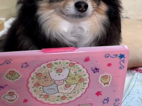 女の子の『おままごと遊び』に巻き込まれた犬→露骨すぎる『うんざりした表情』に4万4000いいね集まる「うんざりーぬ」「可愛いほんと好き」