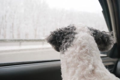 車の窓の外を見る犬