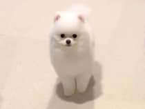 小さな子犬に『オスワリ』と指示してみた結果→まさかの『下手すぎる光景』があまりにも可愛いと16万再生「クセ強めで草」「すすすーっとｗ」