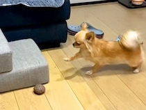 段差を上ろうとする犬→なぜかすぐに動かずに…？まさかの『念入りすぎるイメトレ』が面白すぎると86万再生「めちゃ慎重ｗ」「笑いすぎた」