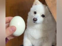 『ゆで卵』を犬に見せた結果→『どうしてもほしい』と訴えて…可愛すぎる『必死な要求』が196万再生「絶妙に届かないｗ」「ゆで卵どっち？」