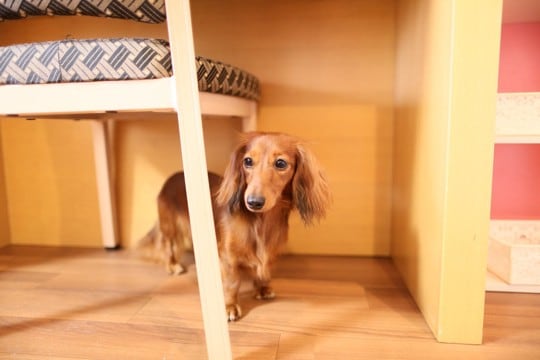 犬が『家具の下に潜り込む』心理4つ　テーブルなどの下に隠れる理由や対策まで