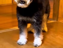 犬の前で初めて『パック』をした飼い主→見た瞬間に…警戒しすぎた『まさかの表情』が3万再生「まさに開いた口が塞がらないｗ」「可愛すぎ」