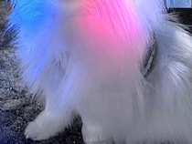 夜の公園で『イルミネーション見れた』と会話するカップル→可愛すぎる『まさかの光景』に3万いいね「イヌミネーション」「通りすがりたい」