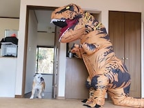 犬たちに『巨大な恐竜がいるドッキリ』を仕掛けた結果→『怖がるかな』と思ったら…想定外だった反応が70万再生「笑ったｗ」「好き過ぎる」