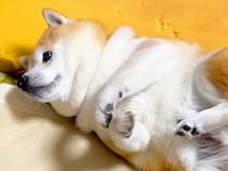 『寝返りを打った犬』がお布団の間に挟まってしまい…身動きが取れない時に見せた『リアクション』が5万再生「無防備で好き」「無為自然」