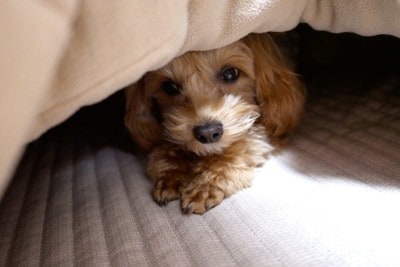 こたつに潜る小型犬