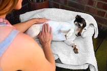 犬の『便秘』サイン４選　ウンチが出ない原因や今すぐに治療が必要な状態とは？