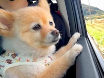 7ヶ月ぶりに帰省→犬と一緒に行こうとしたら、嬉しくなりすぎてしまい…思わず笑顔になる光景が48万再生「心が暖かくなった」「ほっこり」