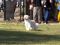 ドッグランで迷子になっている犬→名前を呼んでみた結果…気づいた瞬間の『愛おしい反応』が14万再生「不安なの伝わる」「笑顔がたまらん」