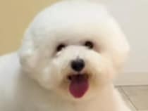 夫に犬をトリミングに連れて行くよう頼んだ結果→まるで別の動物…？衝撃的な姿で帰ってきた光景が115万再生「満足そうで草」「センスある」